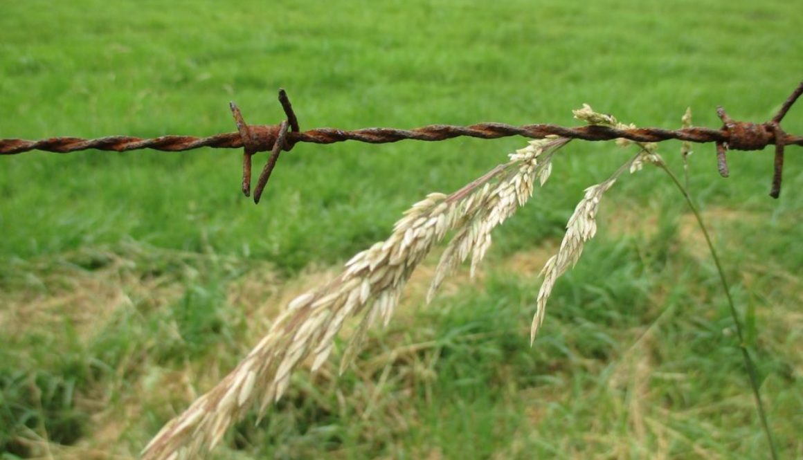 Bauerwartungsland